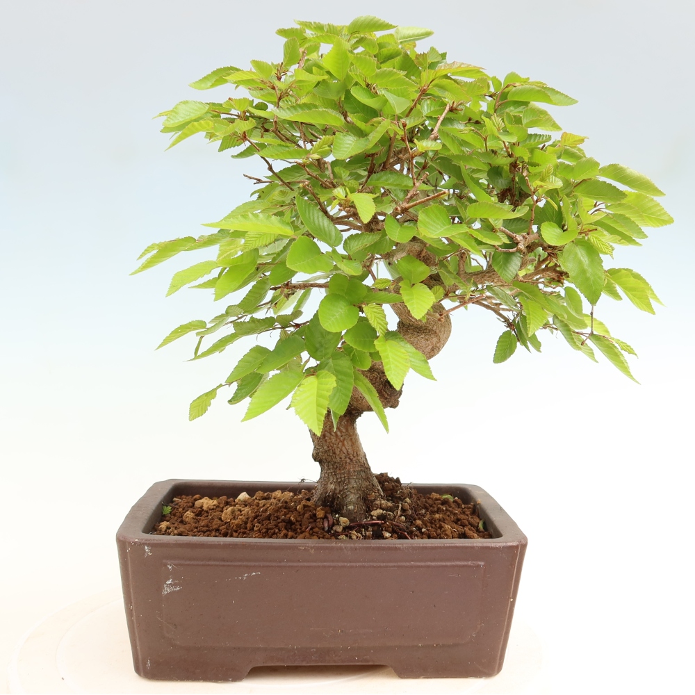Bonsaï d'extérieur -Carpinus Coreana - Charme de Corée