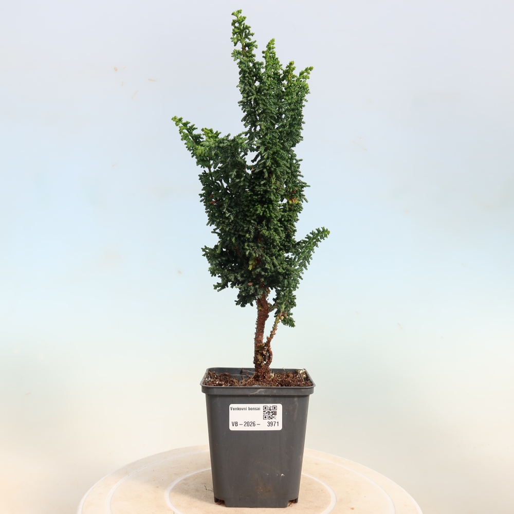 Bonsaï d'extérieur - Cham. obtusa SEKKA HINOKI - Cyprès