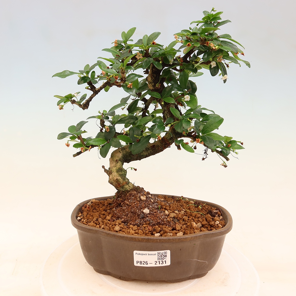 Bonsaï de chambre - Carmona macrophylla - Tea fuki