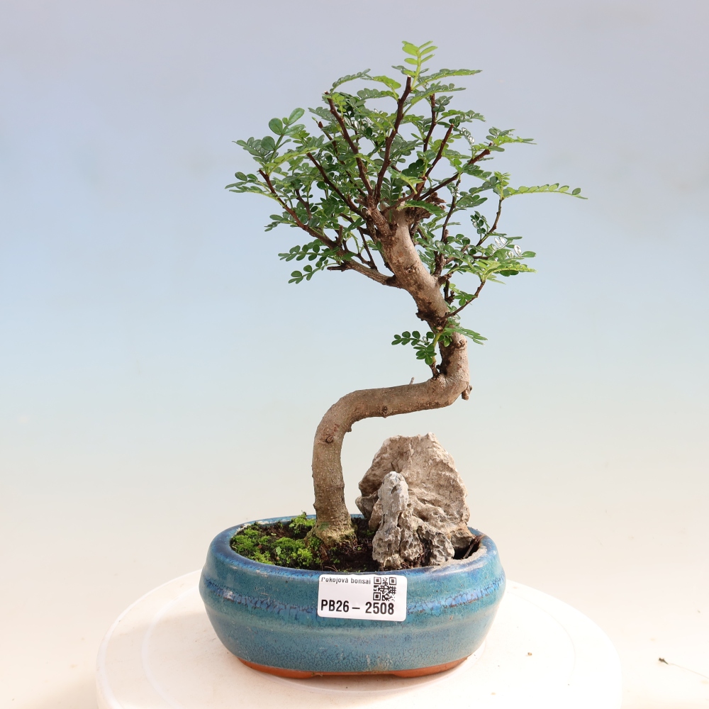 Salle bonsaï - Zantoxylum piperitum - arbre à poivre
