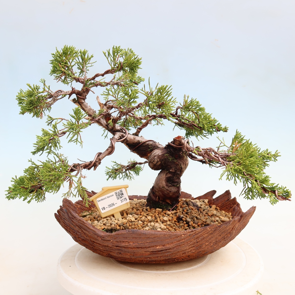 Bonsaï d'extérieur - Juniperus chinensis Itoigawa-Juniperus chinensis