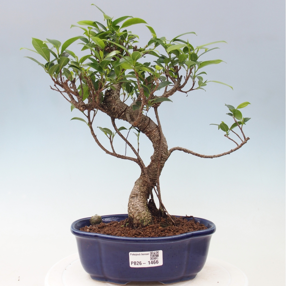 Salle bonsaï - Ficus retusa - ficus à petites feuilles