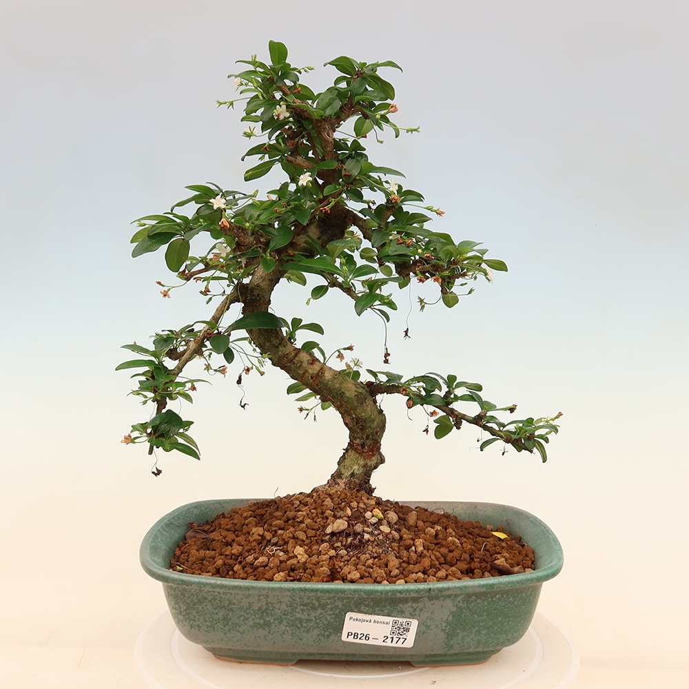 Bonsaï de chambre - Carmona macrophylla - Tea fuki