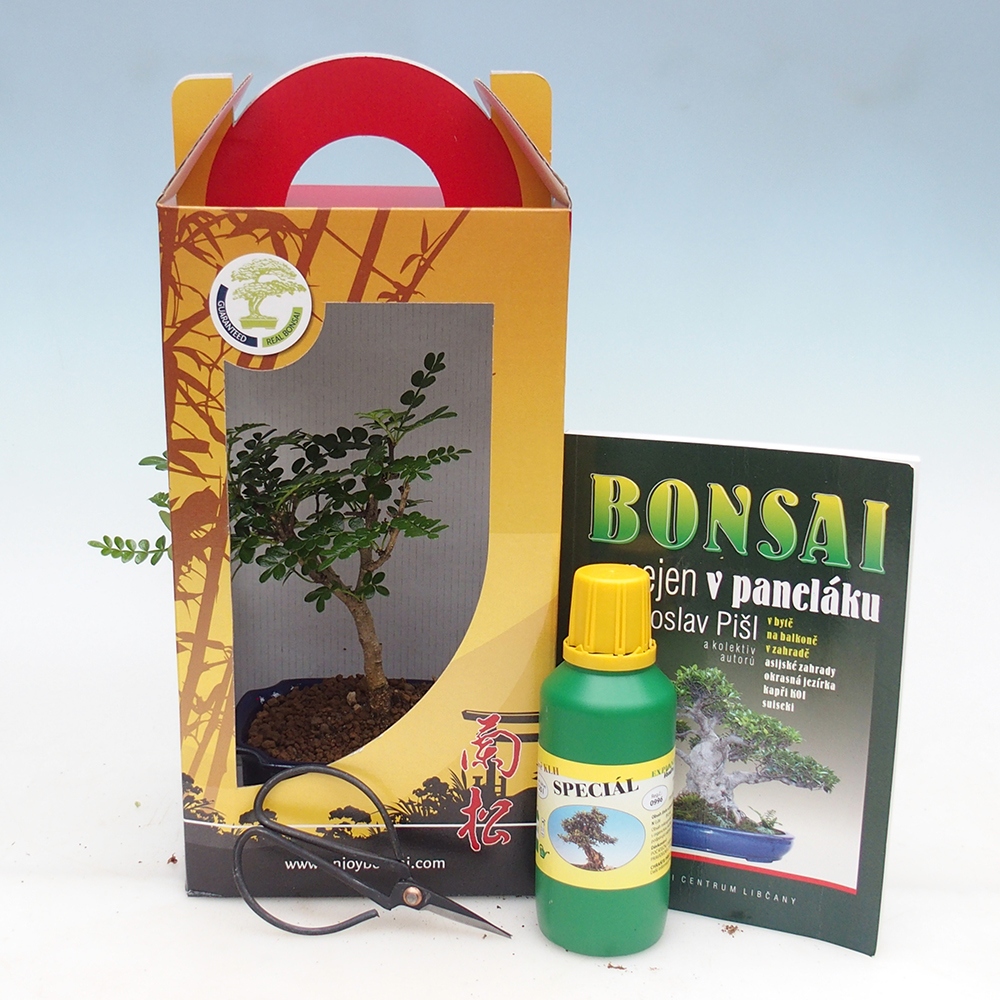 Bonsaï de chambre en boîte cadeau Zantoxylum piperitum - Poivrier