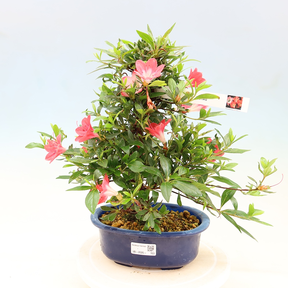 Bonsaï d'extérieur - Azalée japonaise - Azalea Beniko