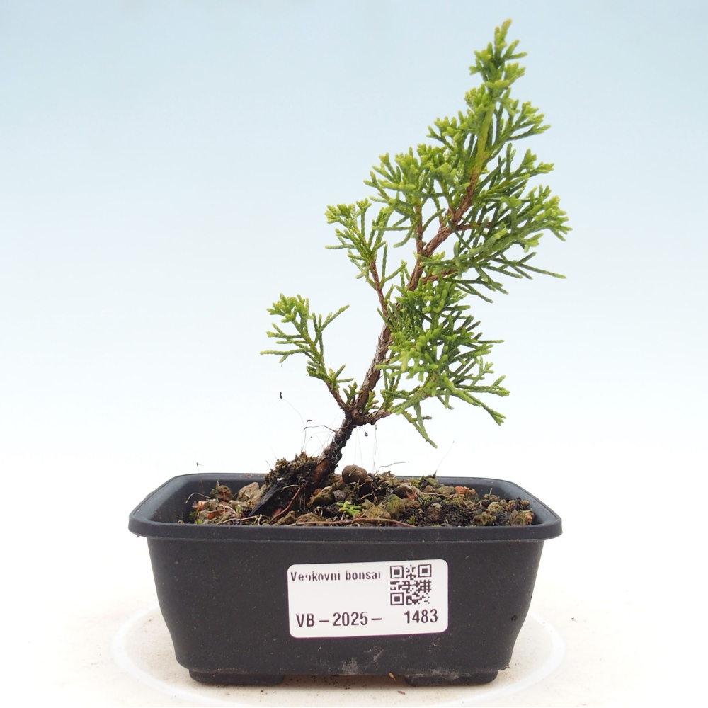 Bonsaï d'extérieur - Juniperus chinensis Itoigawa