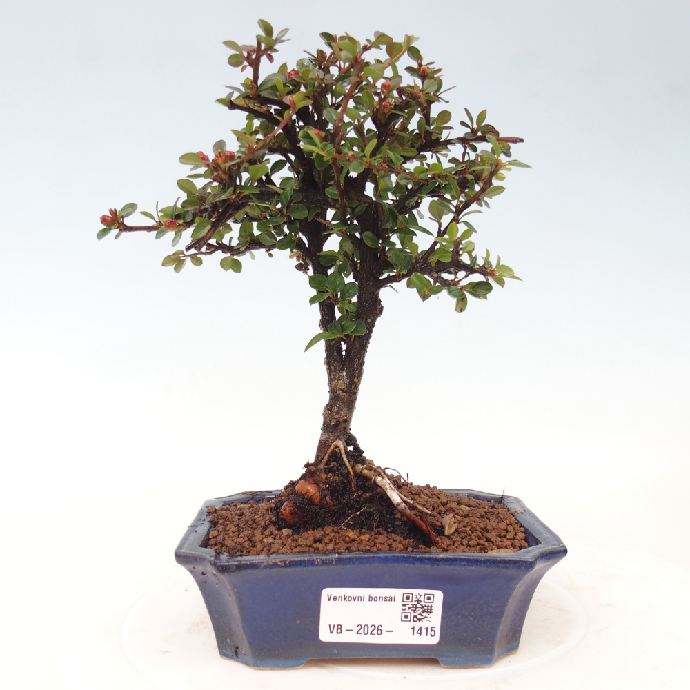 Bonsaï d'extérieur - Cotoneaster horizontalis - Rocky Mountain