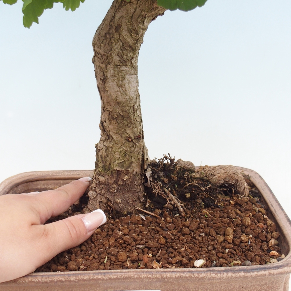 Bonsaïs d'extérieur - Ginkgo biloba - Ginkgo biloba