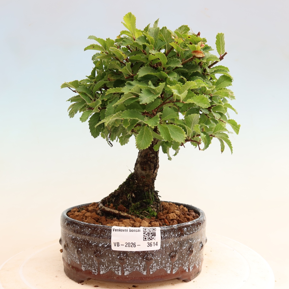 Bonsaï d'extérieur - Zelkova - Zelkova NIRE
