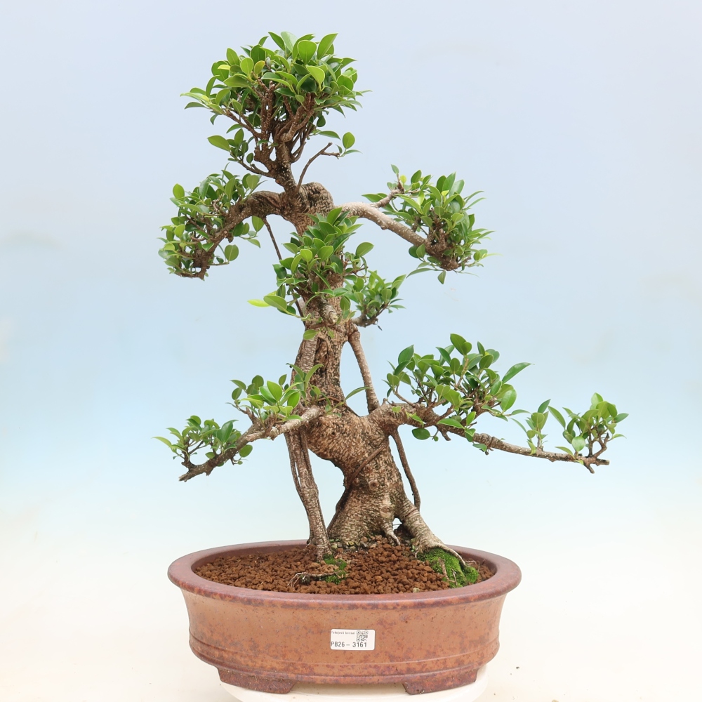 Salle bonsaï - Ficus kimmen - ficus à petites feuilles