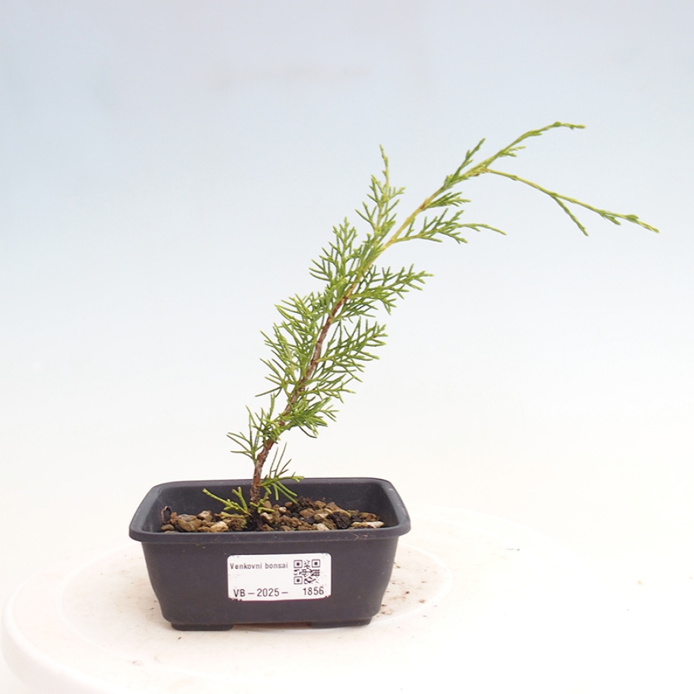 Bonsaï d'extérieur - Juniperus chinensis Itoigawa