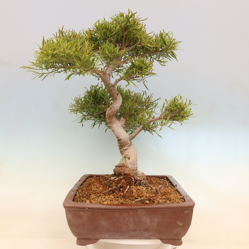 Salle bonsaï - Ficus nerifolia - ficus à petites feuilles