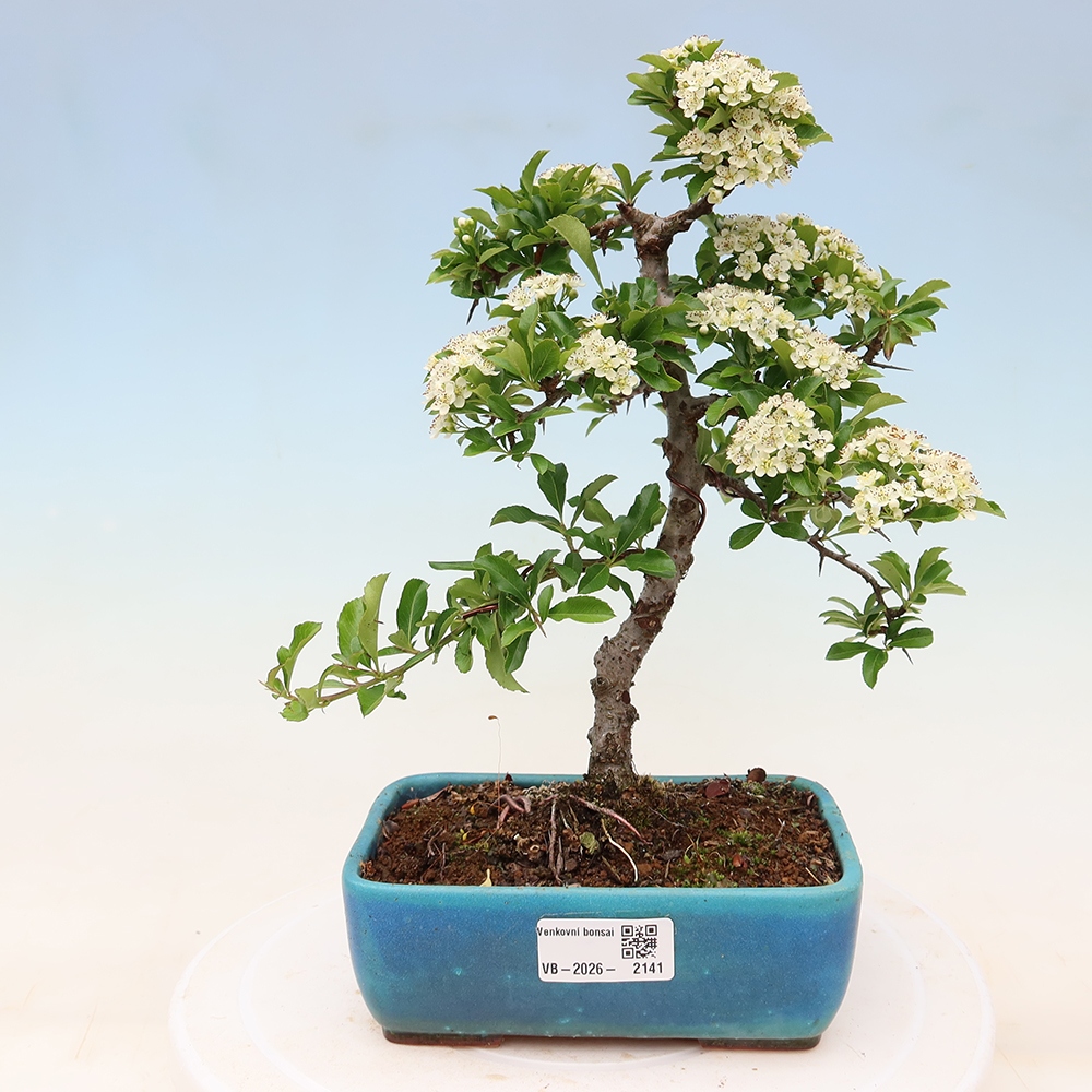 Bonsaï d'extérieur - Pyracantha teton - Pyracantha écarlate