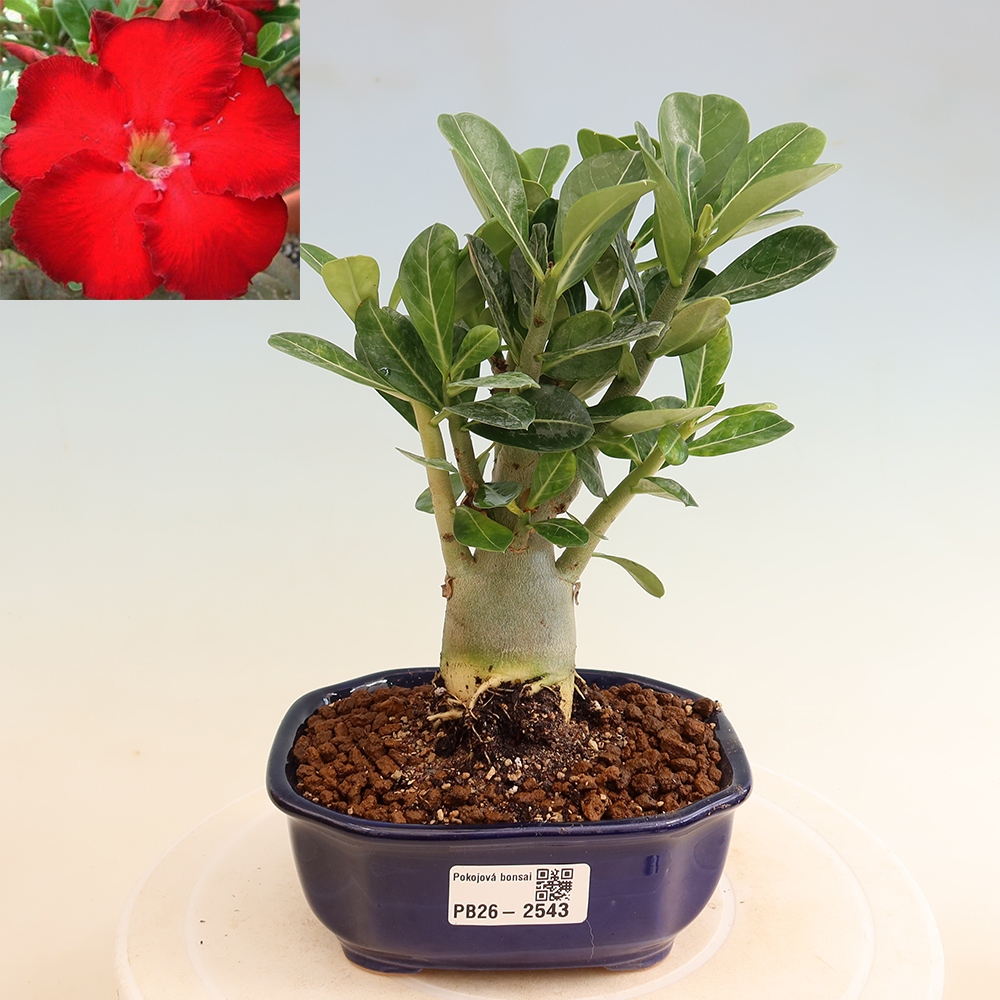 Bonsaï d'intérieur - Adenium obesum Red Star - Rose du désert