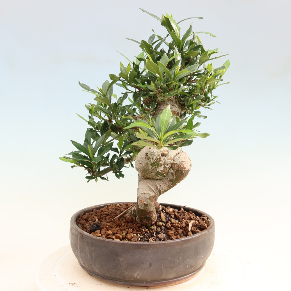 Bonsaï de chambre - Gardenia jasminoides-Gardenia