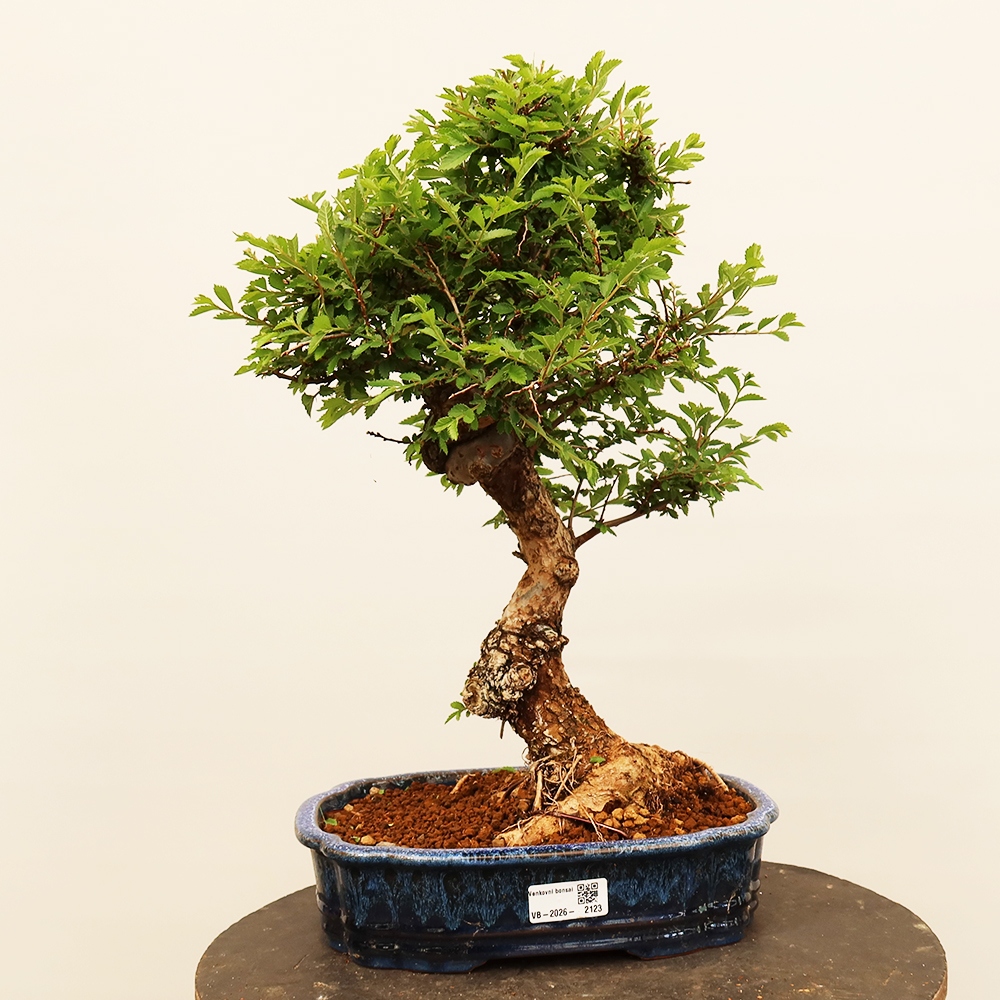Bonsaï d'extérieur - Zelkova - Zelkova NIRE