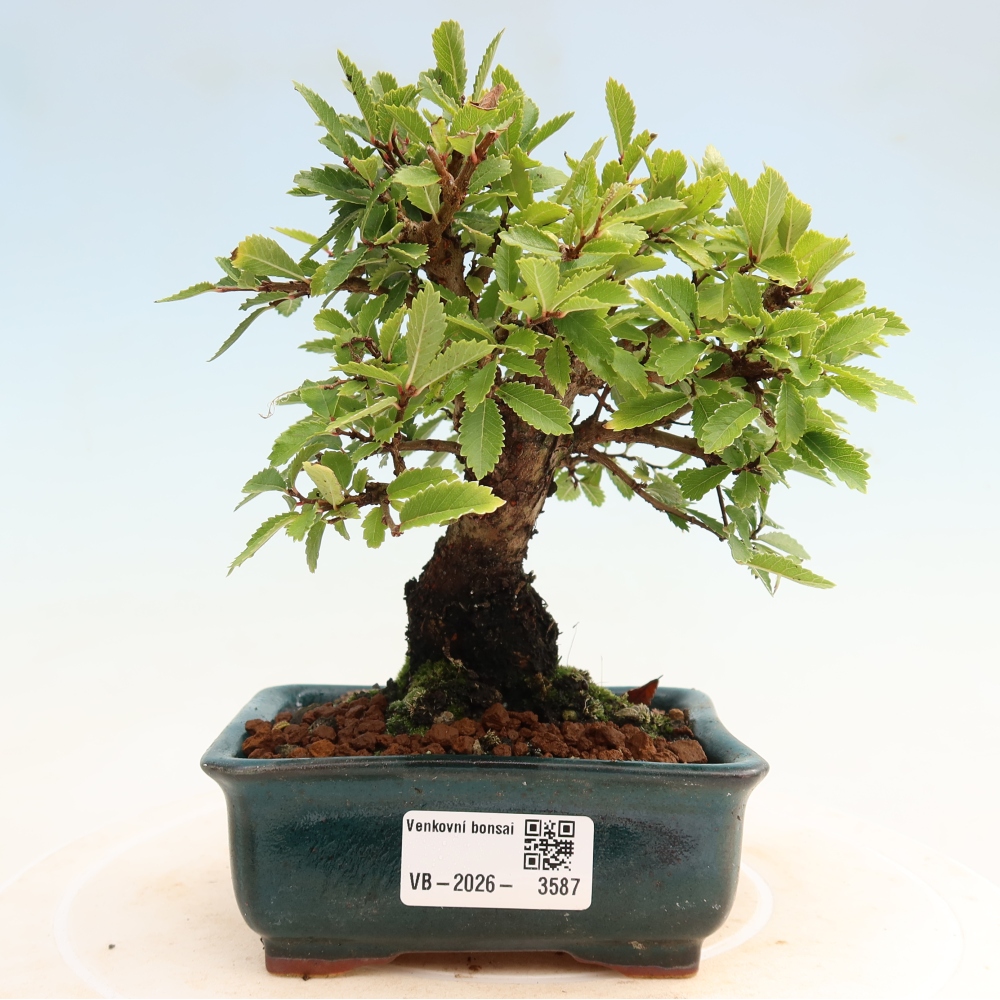 Bonsaï d'extérieur - Zelkova - Zelkova NIRE