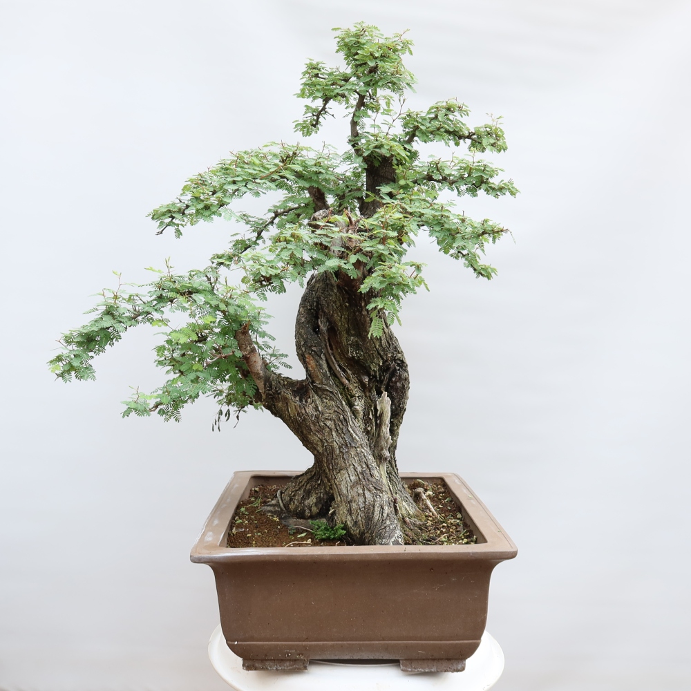 Bonsaï de chambre - Acacias Arabica