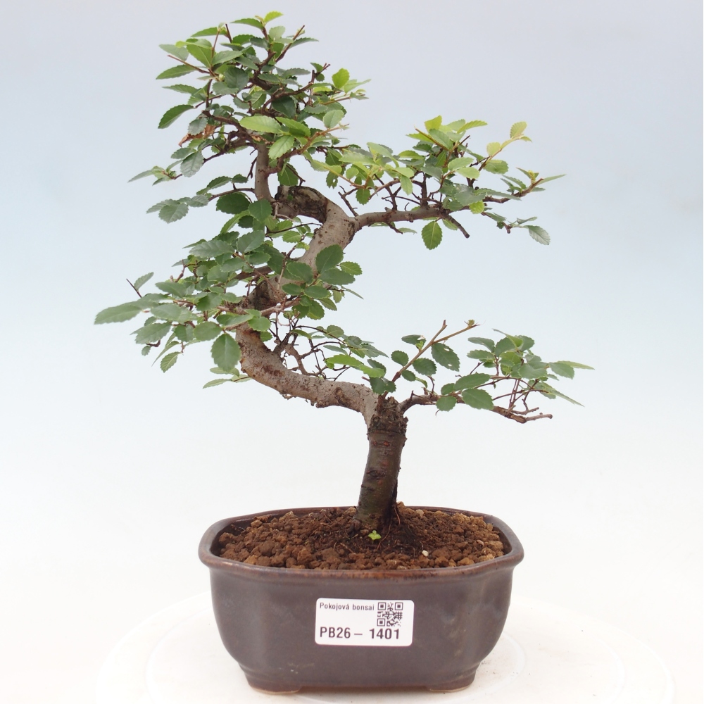 Bonsaï de chambre - Ulmus parvifolia - Orme à petites feuilles
