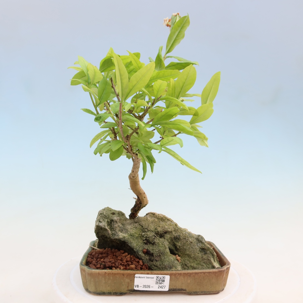 Bonsaï d'extérieur - Ligustrum vulgare - Bec d'oiseau