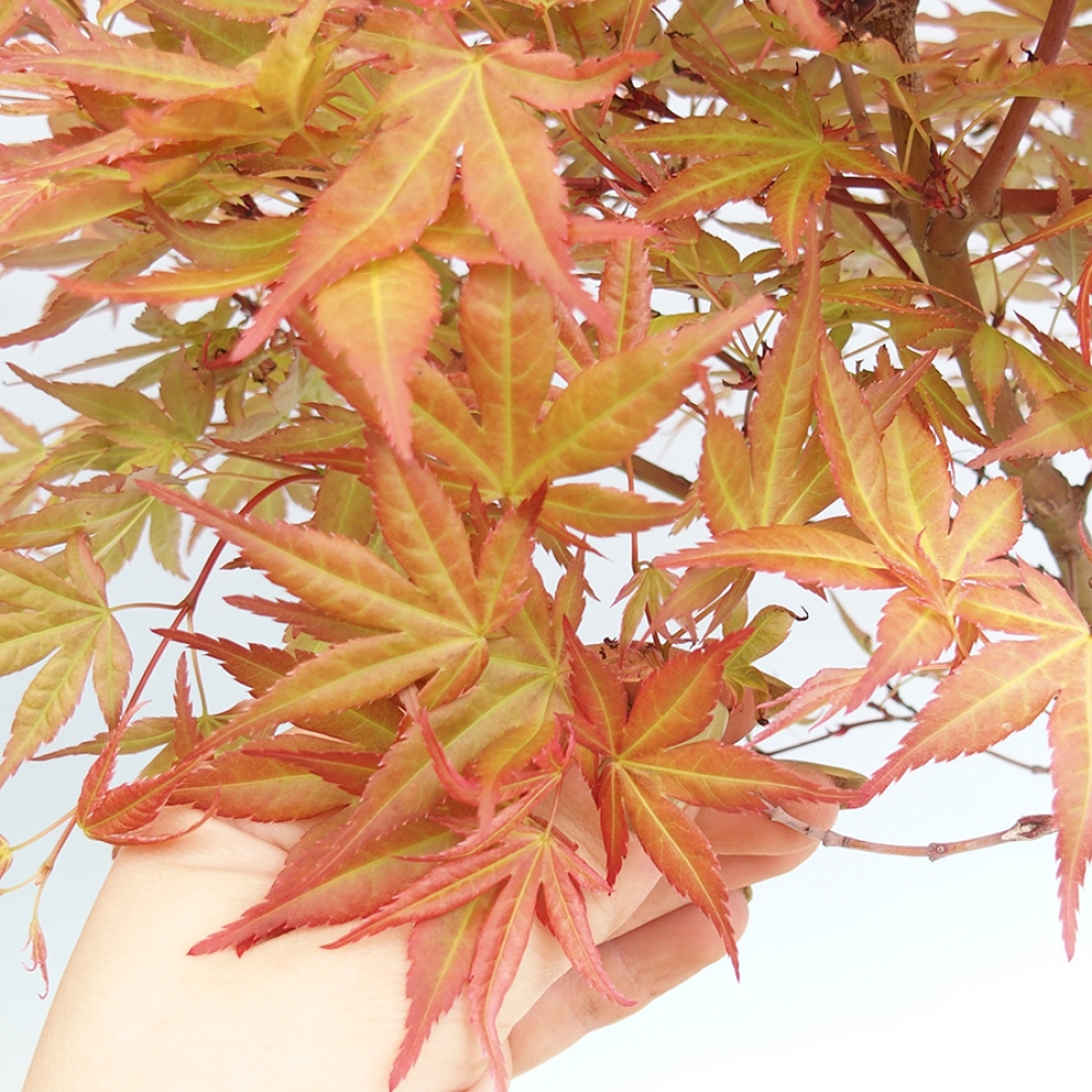 Bonsaï d'extérieur - Acer palmatum Beni Tsukasa en conteneur