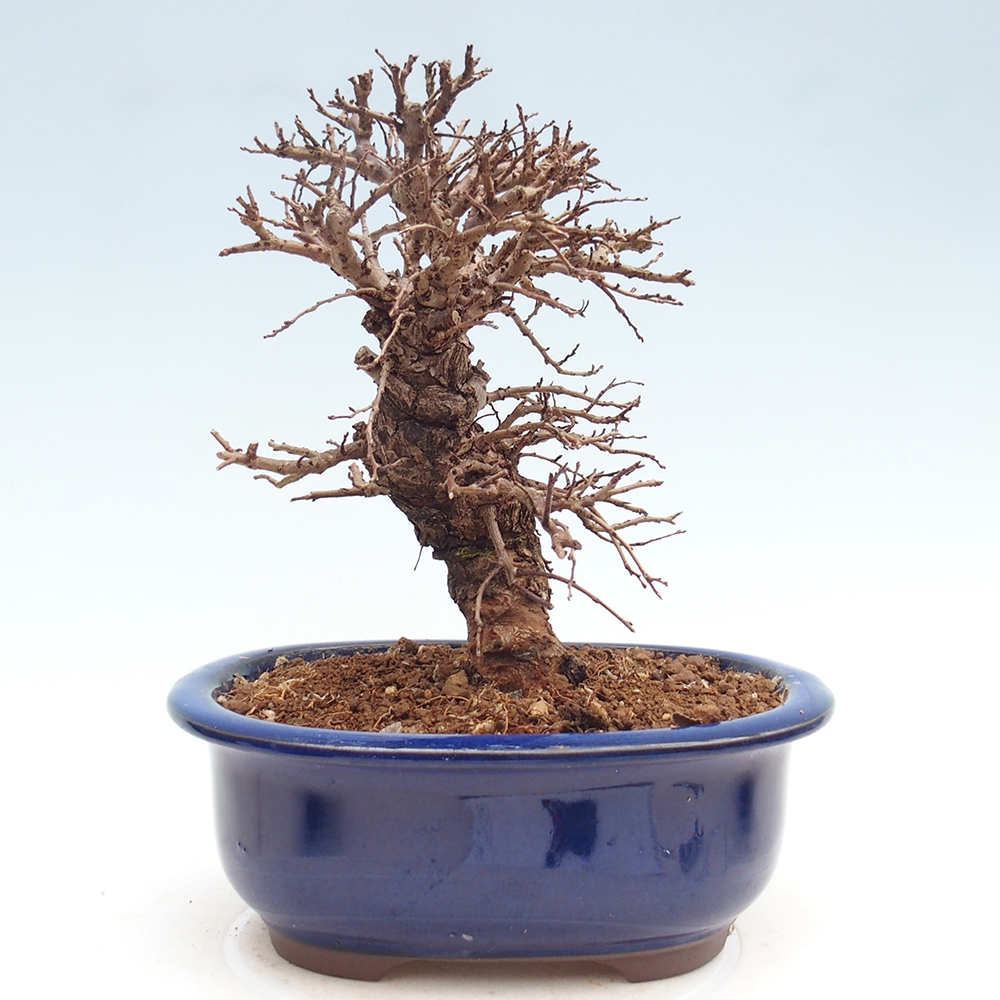 Bonsaï d'extérieur - Zelkova - Zelkova NIRE