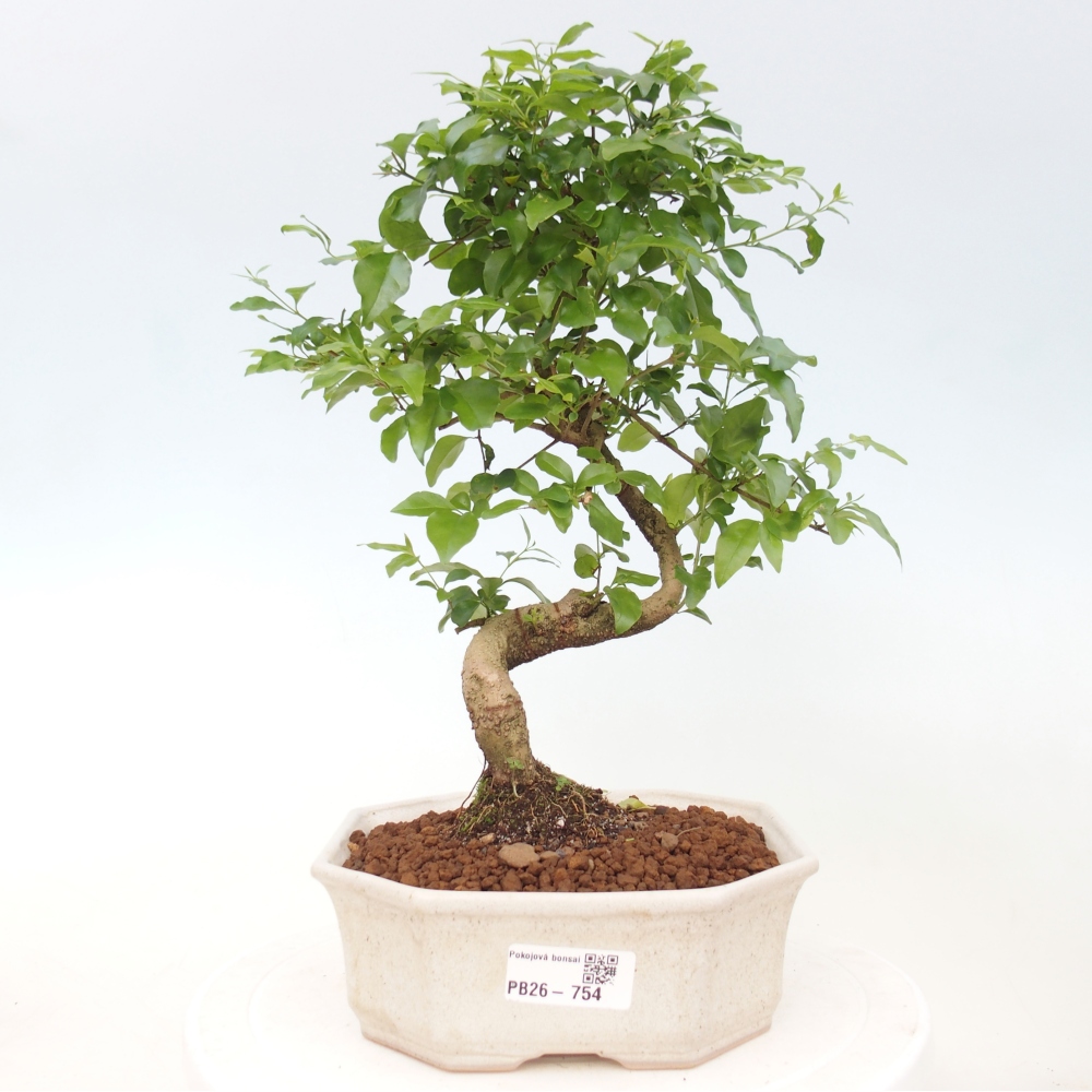 Bonsaï de chambre -Ligustrum chinensis - Bec d'oiseau
