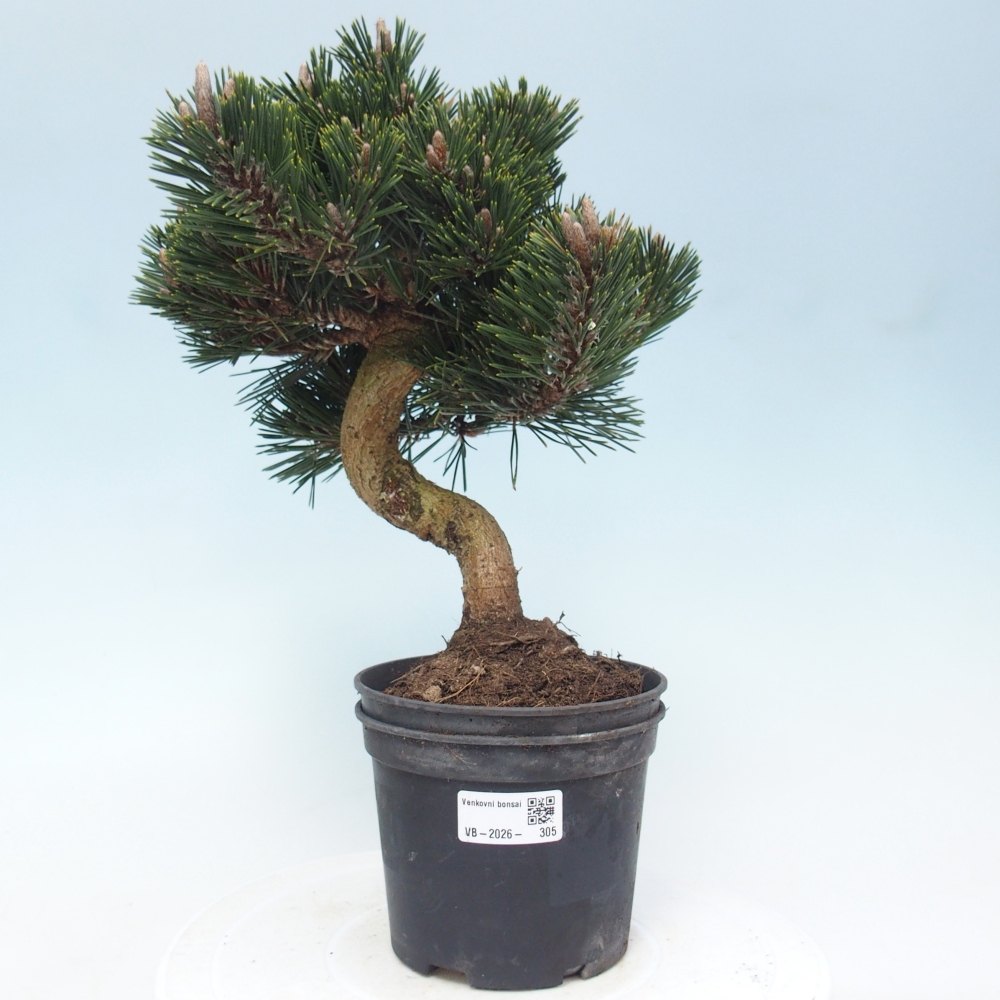 Bonsaï d'extérieur - Pinus thunbergii senjyumaru - Pin de Thunberg