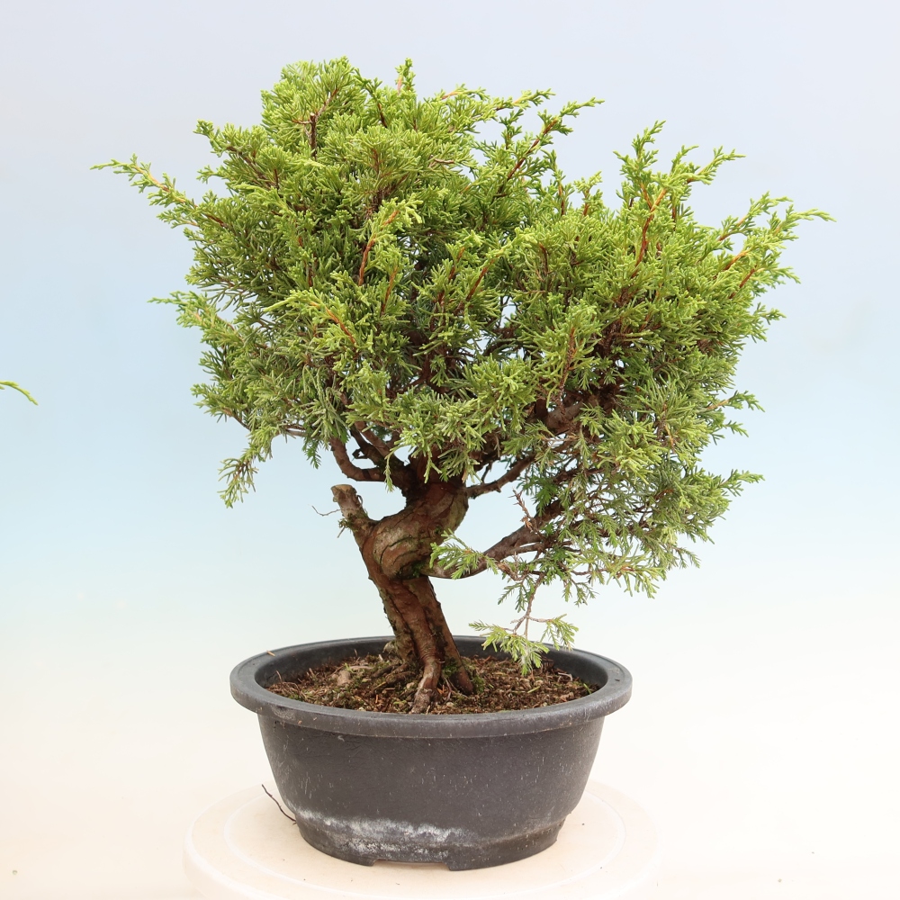 Bonsaï d'extérieur - Juniperus chinensis Itoigawa-Juniperus chinensis