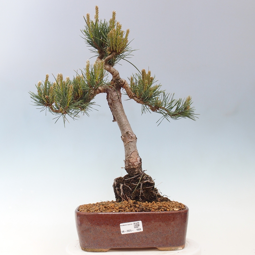 Bonsaï d'extérieur - Pinus Sylvestris Watererri - Pin sylvestre