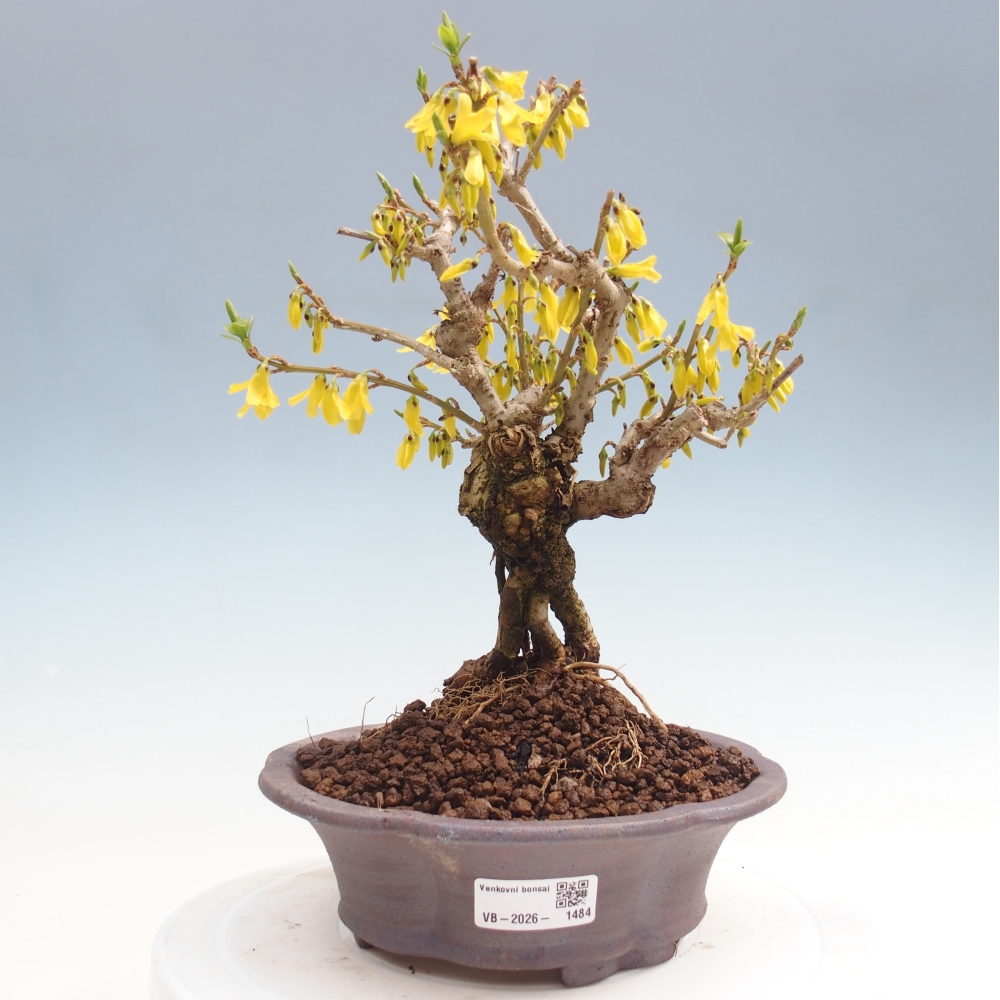 Bonsaï d'extérieur - Zlatice - Forsythia koreana