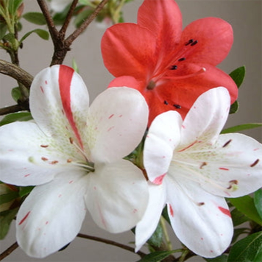 Bonsaïs d'extérieur - Azalée japonaise - Azalea Kisshoten