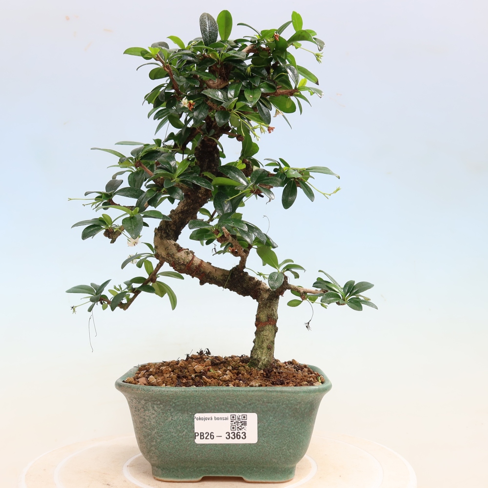 Bonsaï de chambre - Carmona macrophylla - Tea fuki