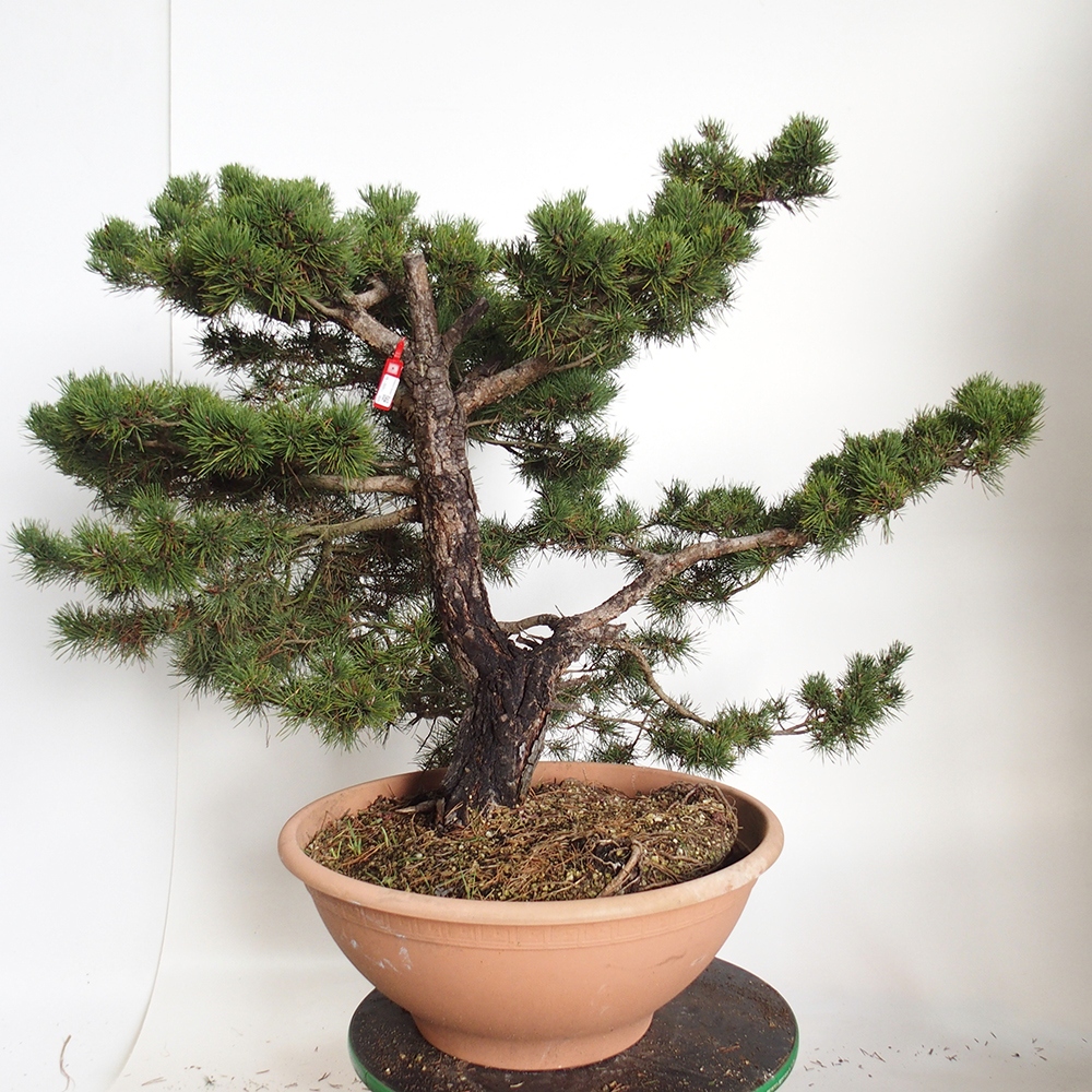 Yamadori - Pinus sylvestris Espagne