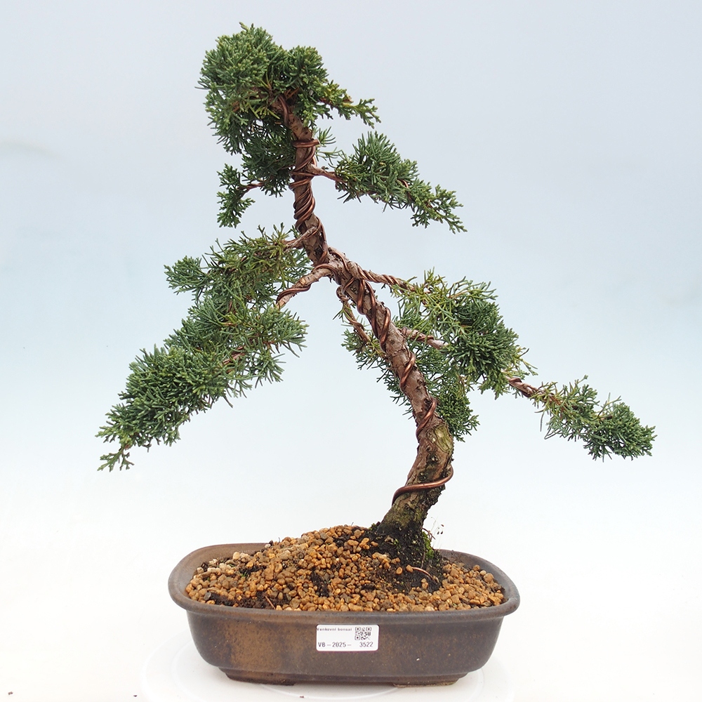 Bonsaï d'extérieur - Juniperus chinensis Kishu