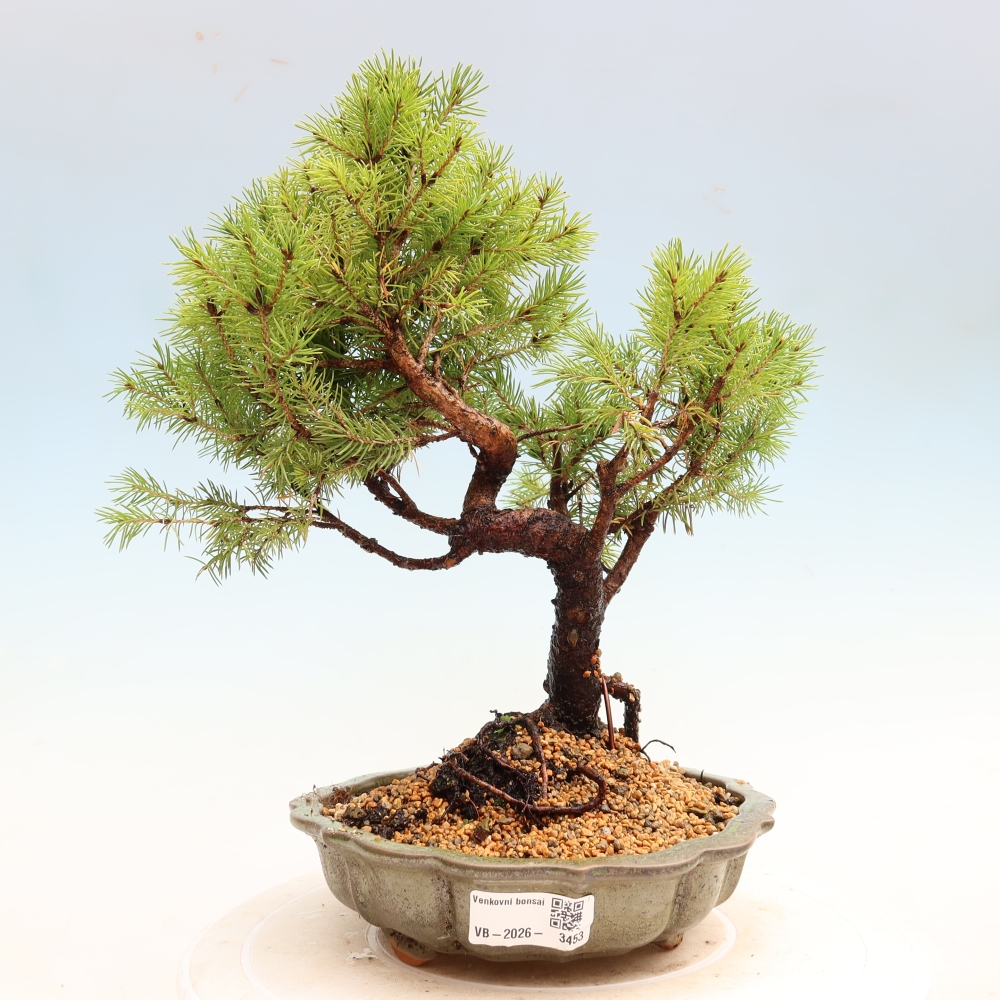 Bonsaï d'extérieur - Épicéa glauque - Picea glauca globe
