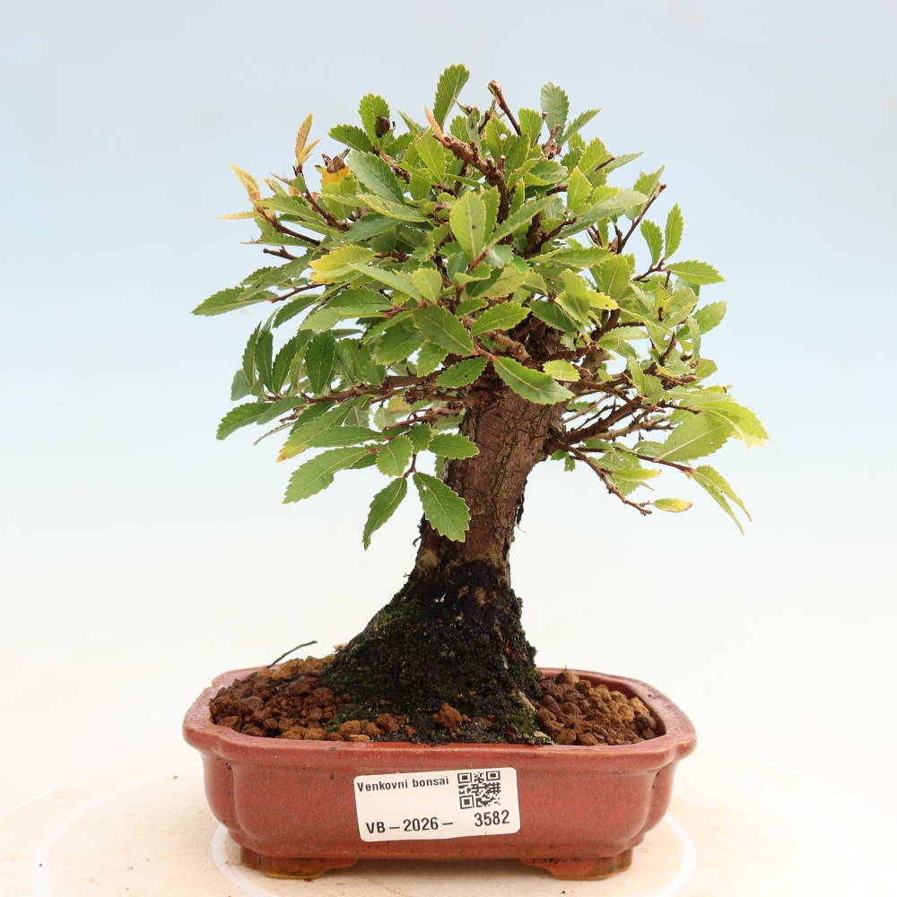Bonsaï d'extérieur - Zelkova - Zelkova NIRE