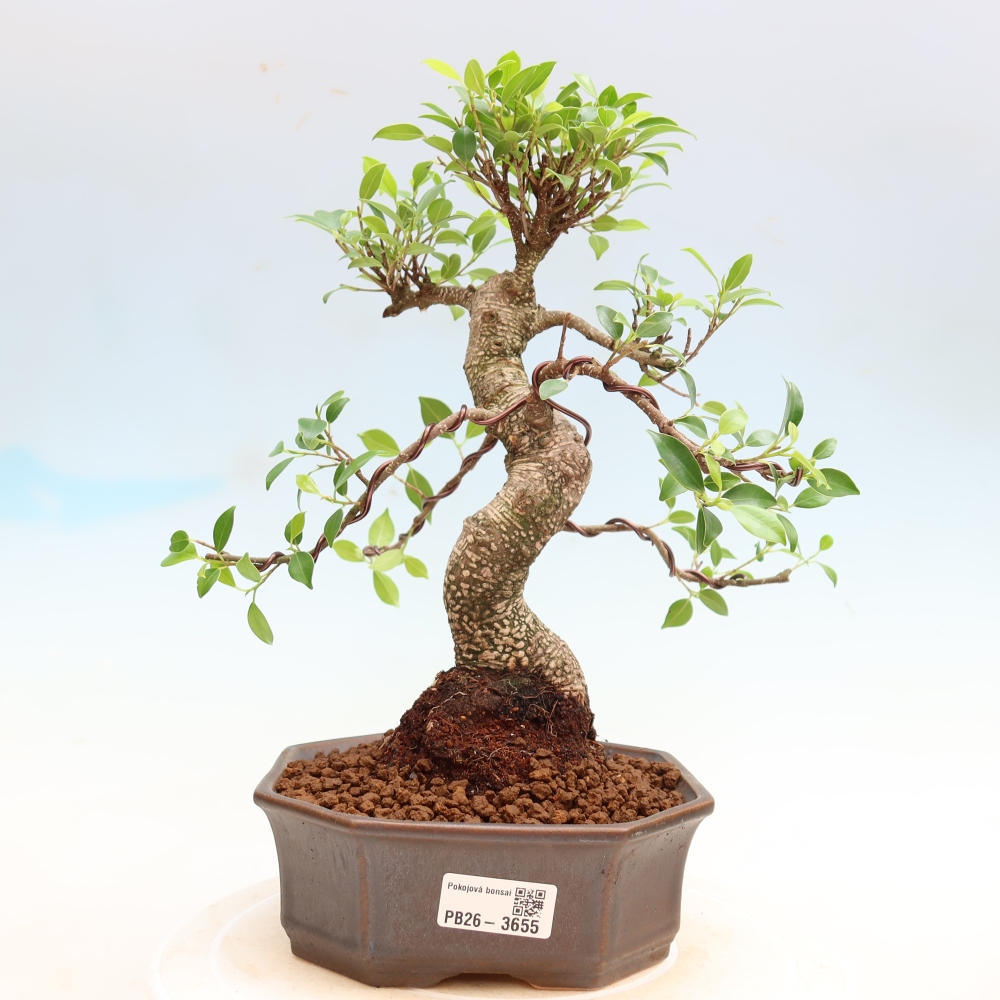 Salle bonsaï - Ficus kimmen - ficus à petites feuilles