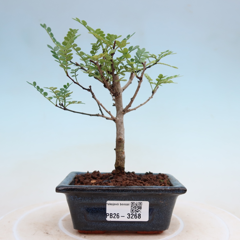 Salle bonsaï - Zantoxylum piperitum - arbre à poivre