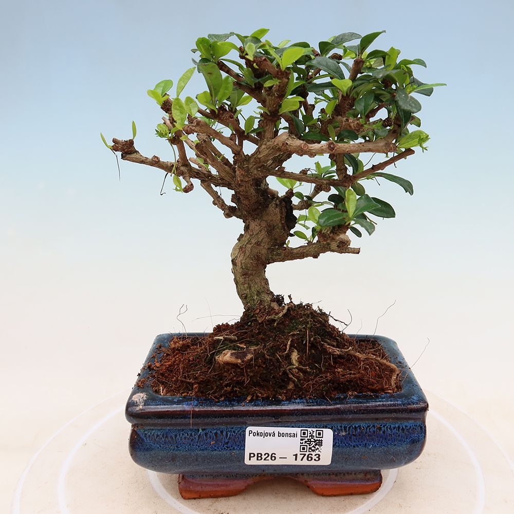 Bonsaï de chambre - Carmona macrophylla - Tea fuki