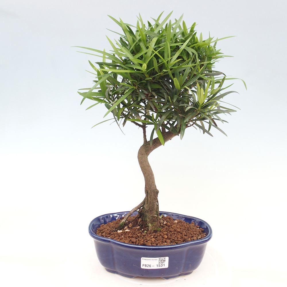 Salle bonsaï - Podocarpus - If en pierre