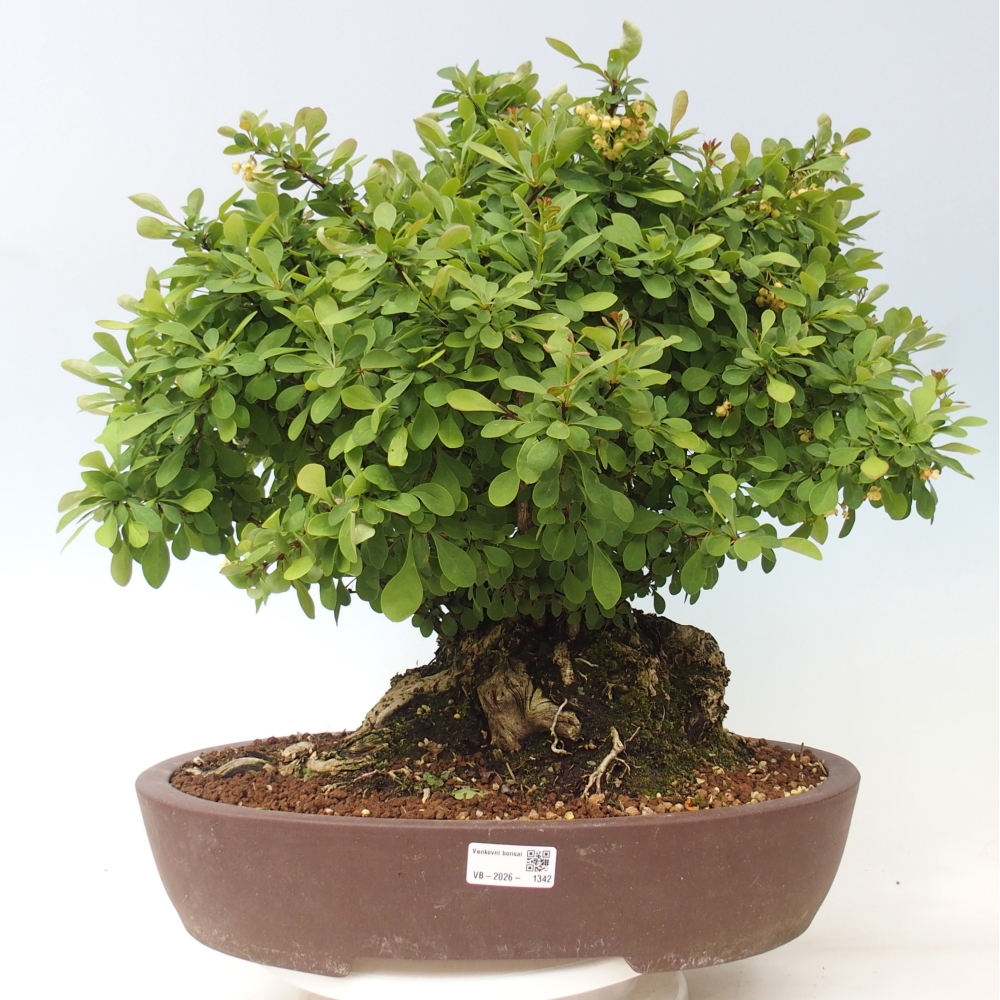 Bonsaï d'extérieur - Épine-vinette - Berberis thunbergii atropurpurea