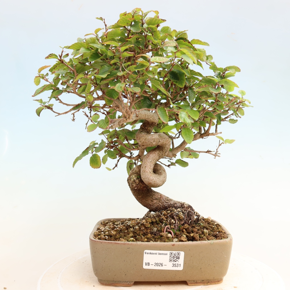 Bonsaï d'extérieur -Carpinus CARPINOIDES - Charme de Corée