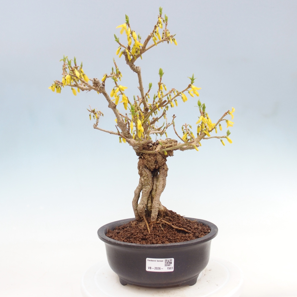 Bonsaï d'extérieur - Zlatice - Forsythia koreana