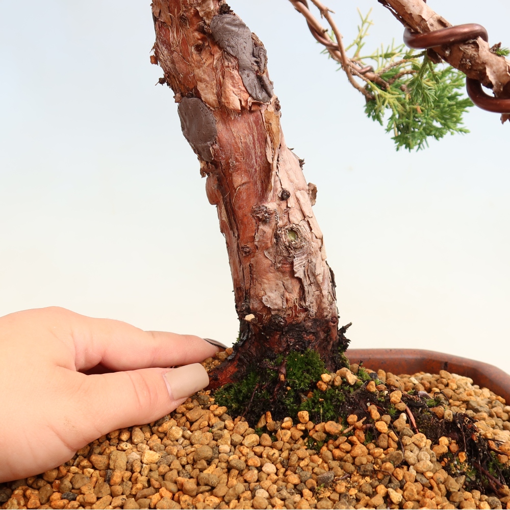 Bonsaï d'extérieur - Juniperus chinensis Kishu