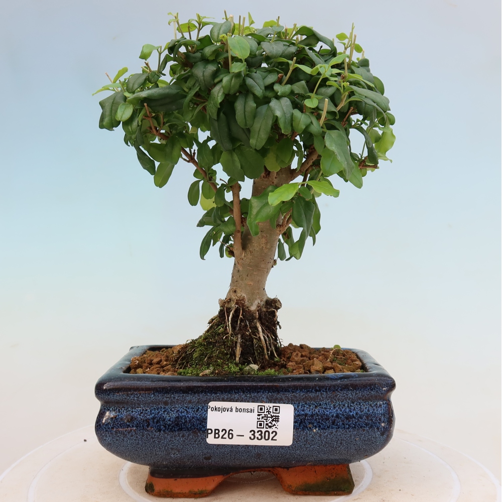Bonsaï de chambre -Ligustrum chinensis - Bec d'oiseau