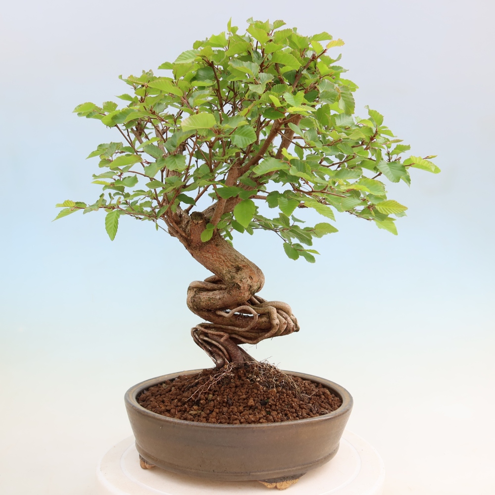 Bonsaï d'extérieur -Carpinus Coreana - Charme de Corée