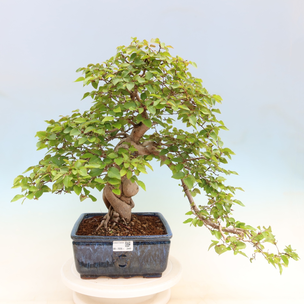 Bonsaï d'extérieur -Carpinus Coreana - Charme de Corée
