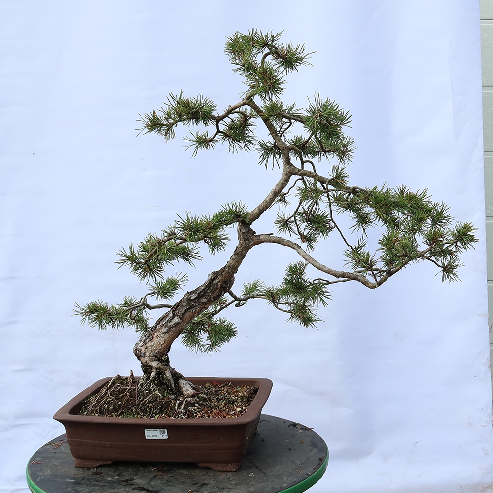 Pinus sylvestris Espagne - pin sylvestre