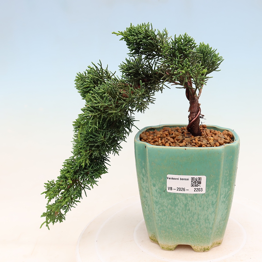 Bonsaï d'extérieur - Juniperus chinensis Kishu